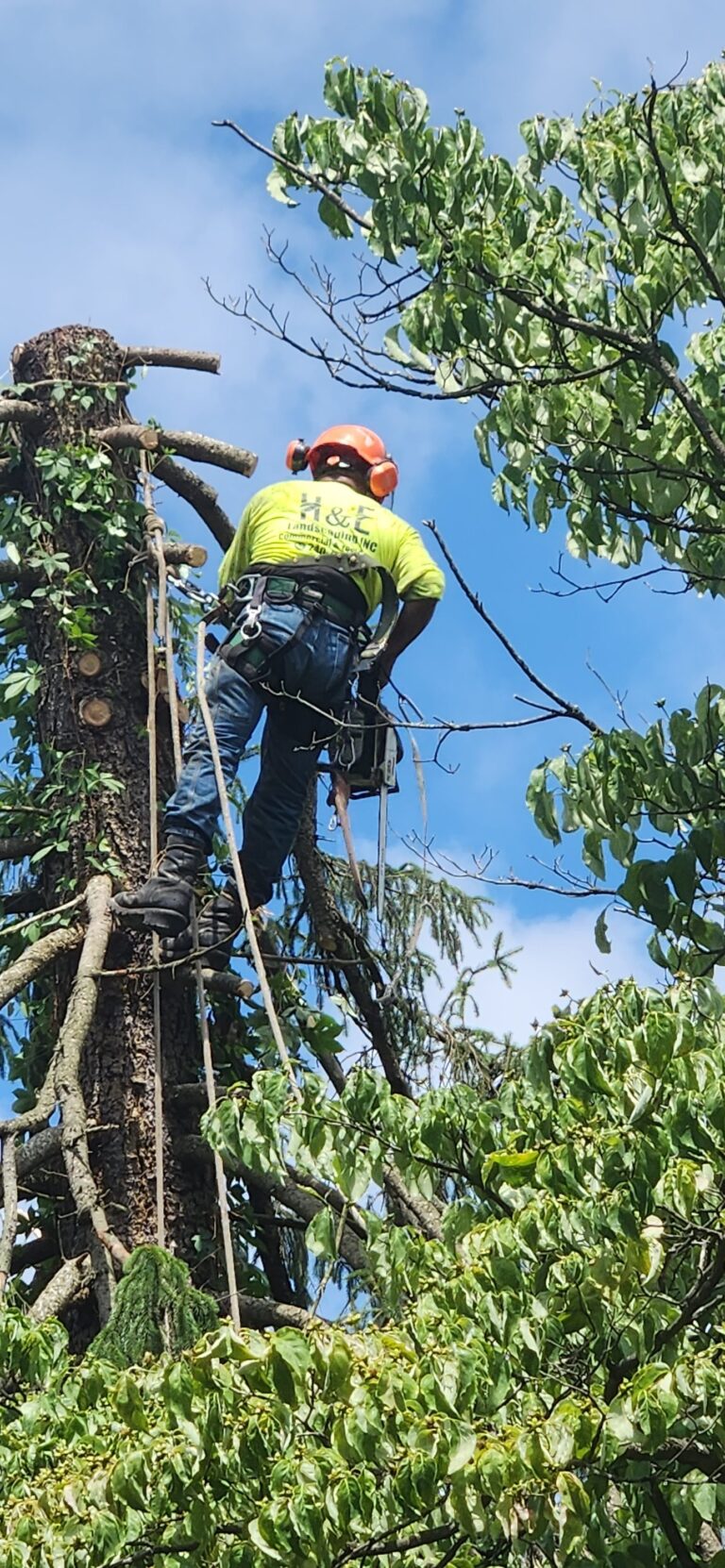 A man in safety gear is trimming a tree representing tree service work in Silver Spring MD and nearby areas 768x1662